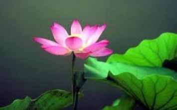 Tu trong cảnh tại gia